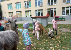 Dzieci czeszą , głaszczą i karmią alpaki marchewkami