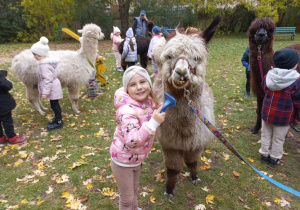Dziewczynka pozuje do zdjęcia z alpaką