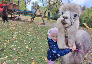 Dziecko przytula alpakę