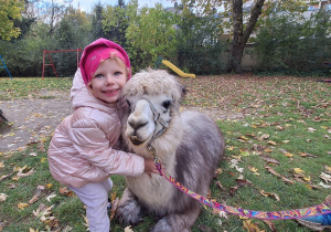 Dziecko przytula alpakę