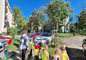 Dzieci oglądają jarzębinę