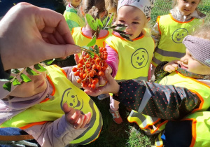 Dzieci oglądają jarzębinę