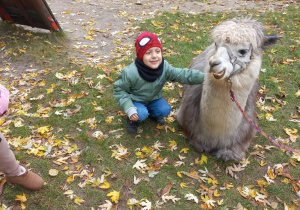 Dziecko przytula alpakę