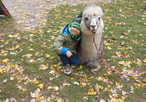 Dziecko przytula alpakę