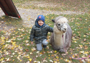 Dziecko przytula alpakę