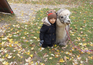 Dziecko przytula alpakę