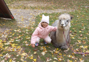 Dziecko przytula alpakę