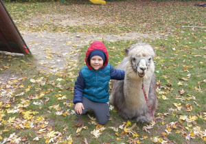 Dziecko przytula alpakę