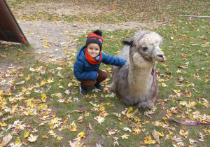 Dziecko przytula alpakę