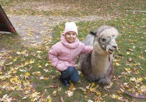 Dziecko przytula alpakę
