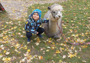 Dziecko przytula alpakę