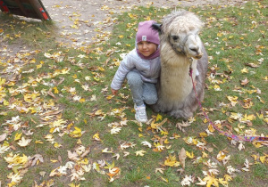 Dziecko przytula alpakę