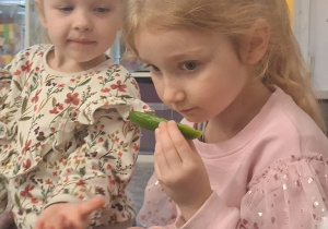 Dziewczynka wącha ogórka