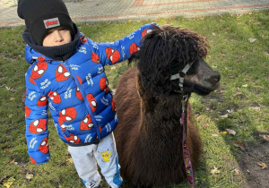 Dziecko pozuje do zdjęcia z alpaką