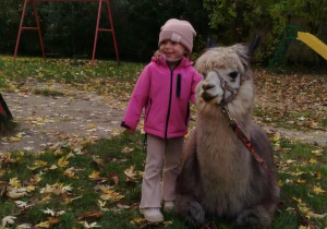 Dziecko pozuje do zdjęcia z alpaką