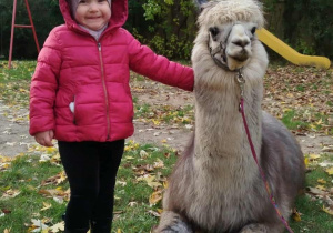 Dziecko pozuje do zdjęcia z alpaką