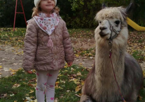 Dziecko pozuje do zdjęcia z alpaką