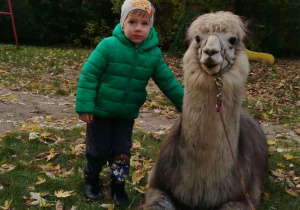 Dziecko pozuje do zdjęcia z alpaką