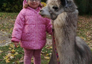 Dziecko pozuje do zdjęcia z alpaką