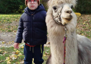 Dziecko pozuje do zdjęcia z alpaką