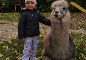 Dziecko pozuje do zdjęcia z alpaką