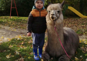 Dziecko pozuje do zdjęcia z alpaką