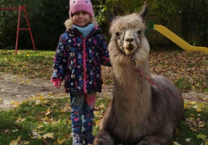Dziecko pozuje do zdjęcia z alpaką
