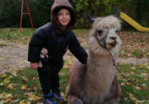 Dziecko pozuje do zdjęcia z alpaką