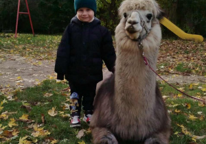 Dziecko pozuje do zdjęcia z alpaką