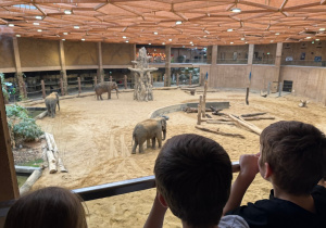 Dzieci oglądają słonie