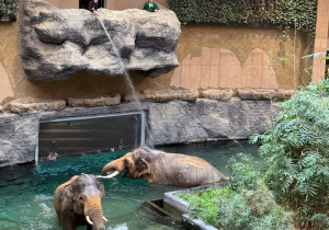 Dzieci oglądają słonie