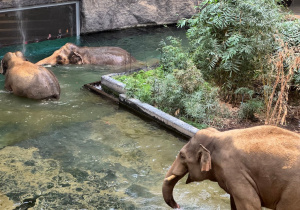 Dzieci oglądają słonie