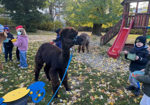 Dzieci karmią alpaki