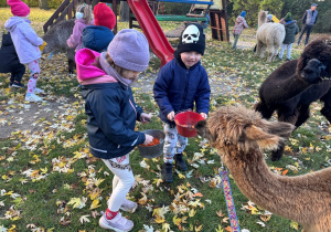Dzieci karmią alpaki