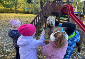 Dzieci karmią alpaki