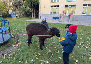 Dzieci karmią alpaki