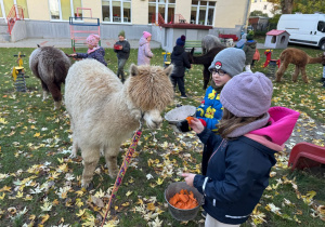 Dzieci karmią alpaki