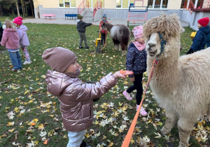Dzieci karmią alpaki