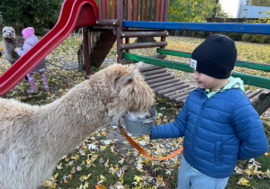 Dzieci karmią alpaki