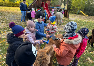 Dzieci czeszą alpaki