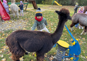 Dzieci karmią alpaki