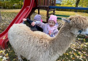 Dzieci karmią alpaki