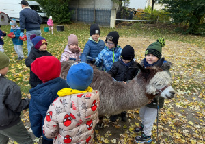 Dzieci karmią alpaki