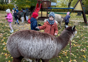 Dzieci karmią alpaki