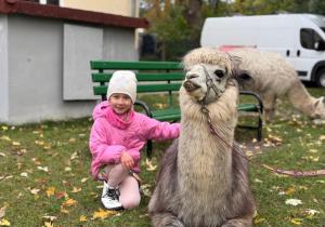 Dziecko przytula się do alpaki