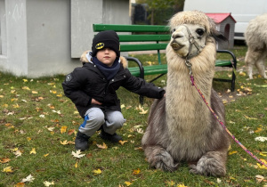 Dziecko przytula się do alpaki