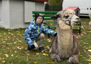 Dziecko przytula się do alpaki