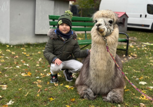 Dziecko przytula się do alpaki