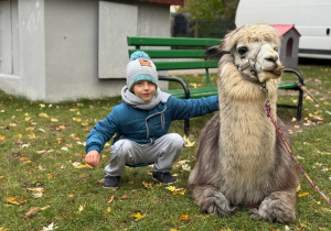 Dziecko przytula się do alpaki
