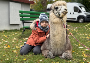 Dziecko przytula się do alpaki